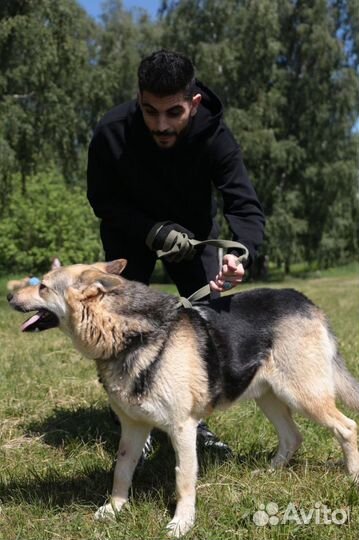 Молодой ласковый послушный пес в добрые руки