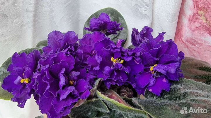 Фиалки сортовые