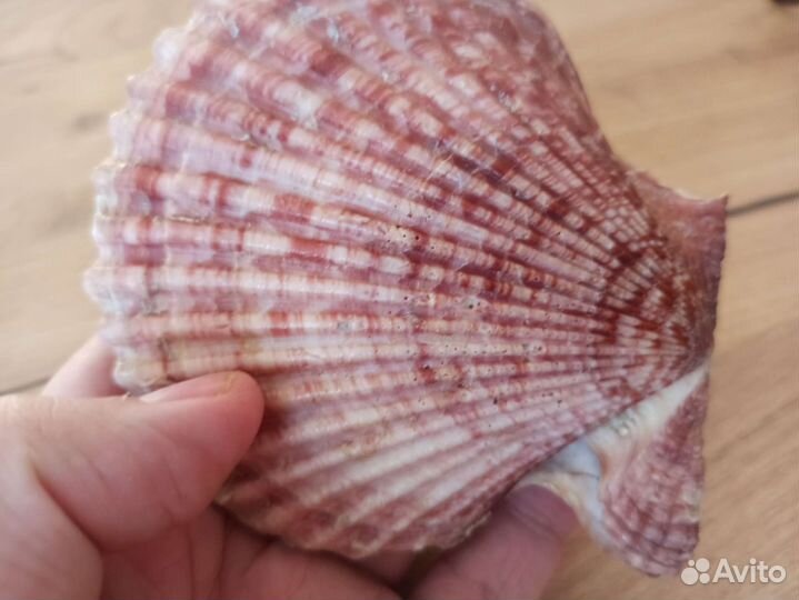 Морская раковина