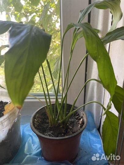 Спатифиллум