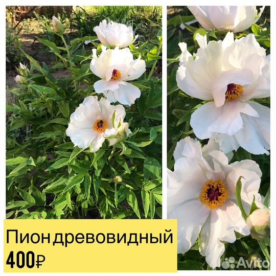 Цветы уличные