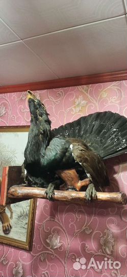 Чучело глухаря