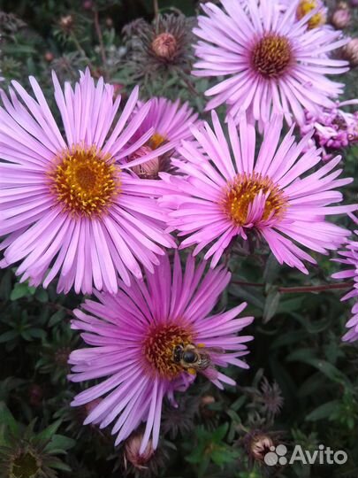 Астры многолетние (сентябрины)