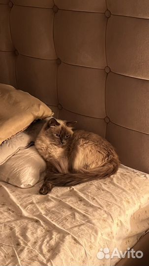 Тайская пушистая