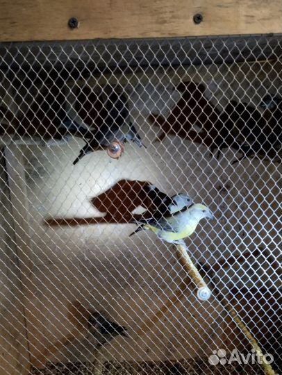 Клест еловик. Желтый300 красный500 щегол500