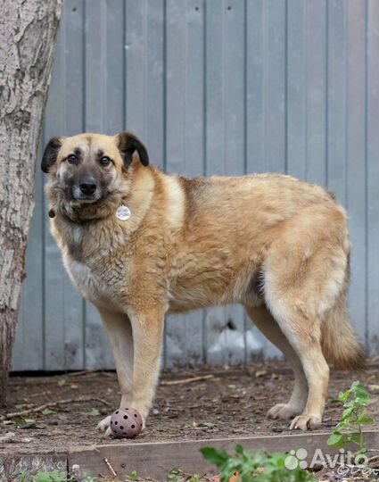 Отдаю песика Буча в добрые руки