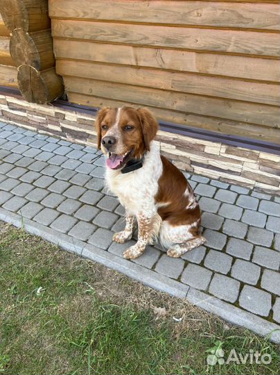 Вязка бретонский эпаньоль