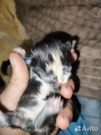 Котята отдам бесплатно