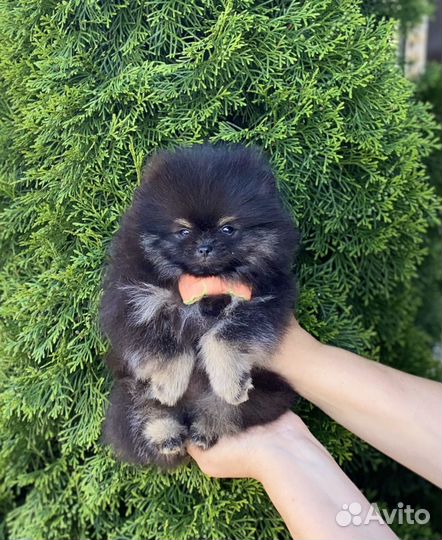 Медвежонок Юсмин
