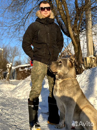 Алабай кобель для вязки