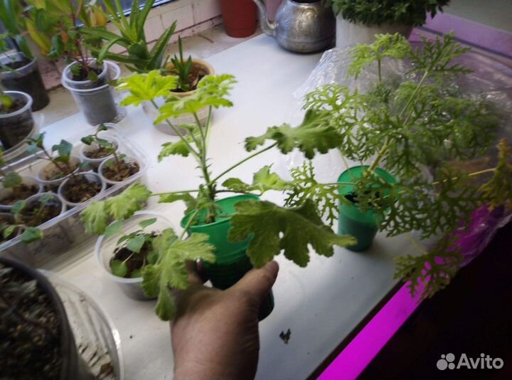 Душистые пеларгонии