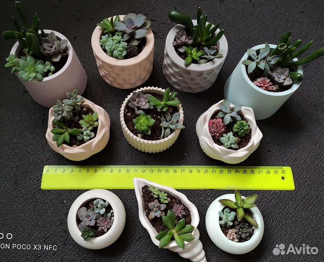 Суккуленты