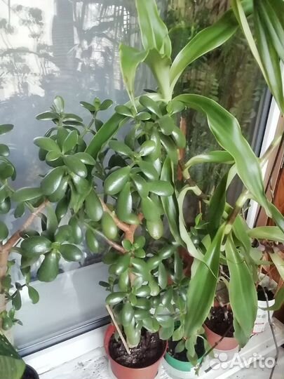 Комнатные растения