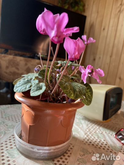 Альпийская фиалка-европейский цикломен