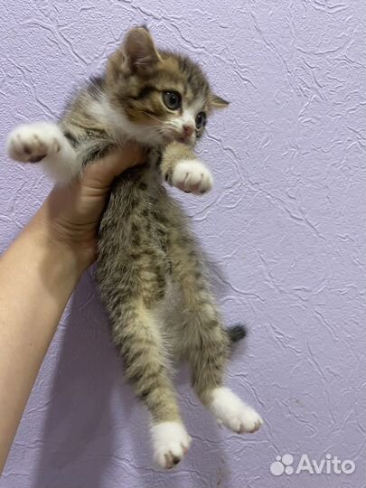 Шотландская