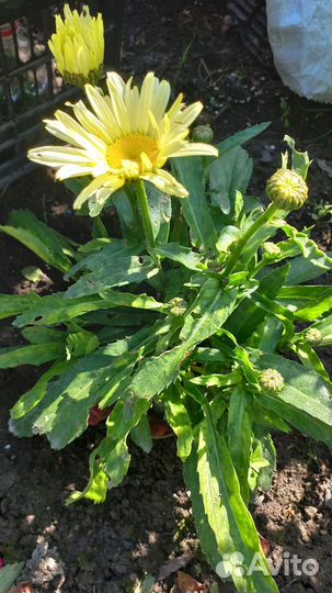 Банановая ромашка