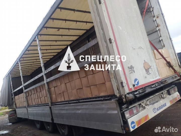 Сеянцы ели и сосны