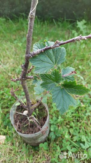 Саженцы для дачи