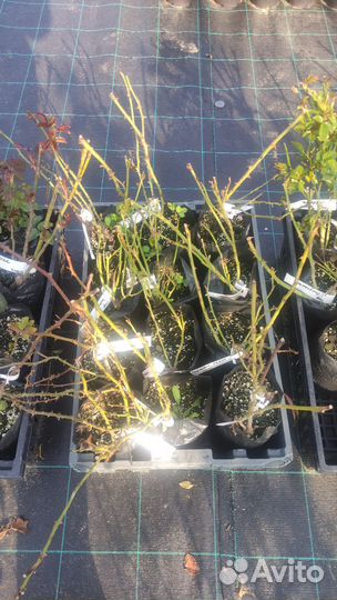 Саженцы роз