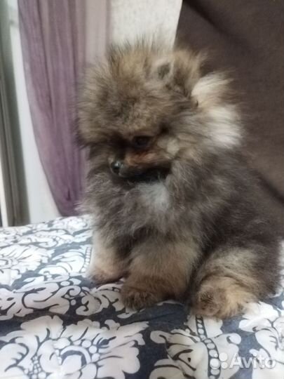 Померанский шпиц