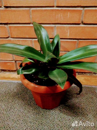 Традесканция рео