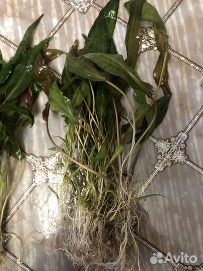 Криптокорина