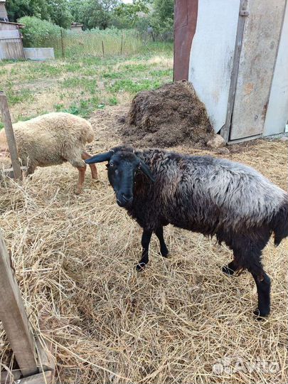 Овцы бараны курдючные