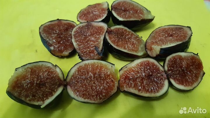 Инжир домашний темный