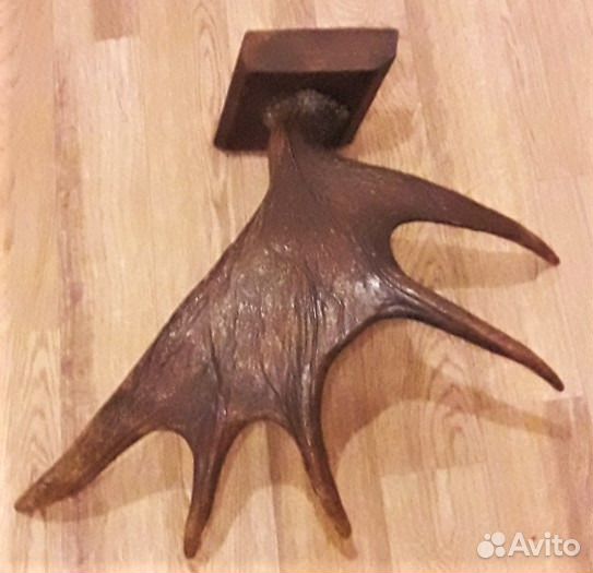 Рог лося с медальоном