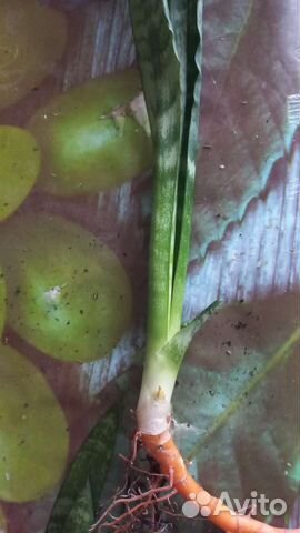 Комнатные растения цветы