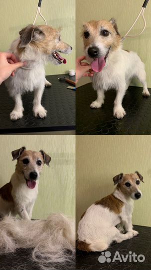 Груминг в Сарове