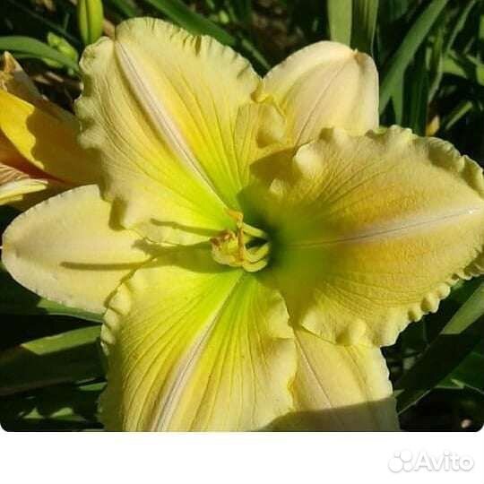 Лилейники сортовые