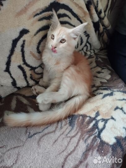 Котята мейн-кун