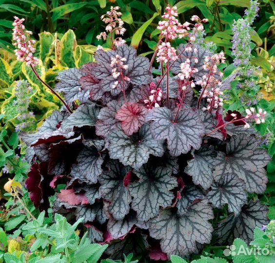 Многолетники. Хосты, Гейхеры, Дицентра, Бадан