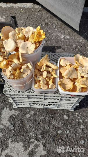 Грибы лисички