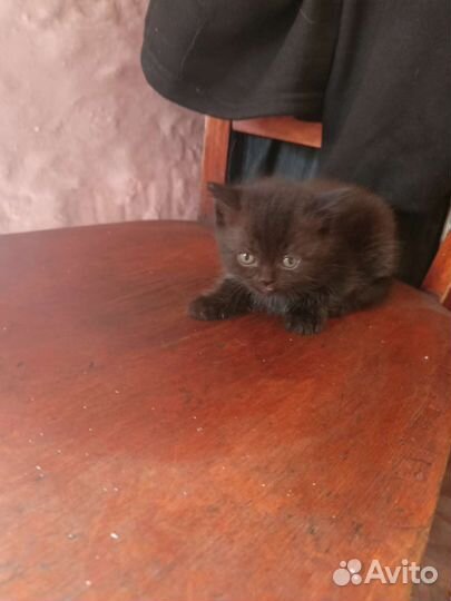 Кошки шотландцы