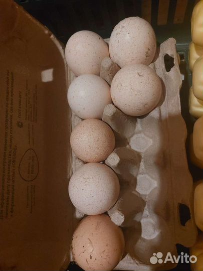 Яйцо домашнее. Тушки птиц