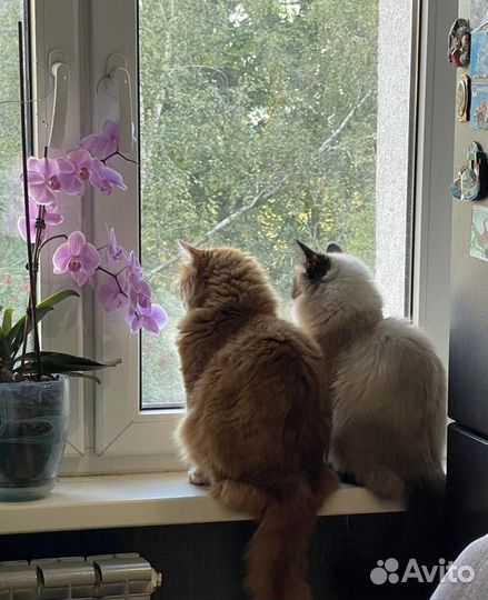 Невская маскарадная и сибирская