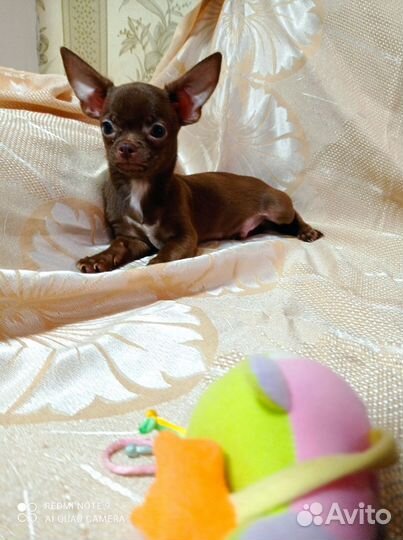 Мини мальчики