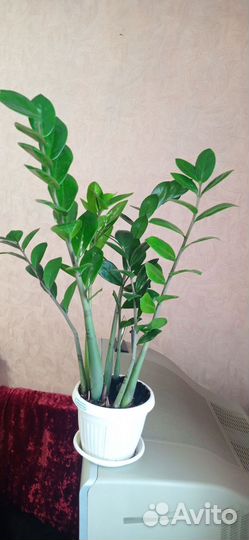 Замиокулькас