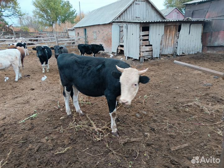 Быки на мясо живым весом