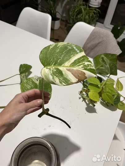 Монстера альба