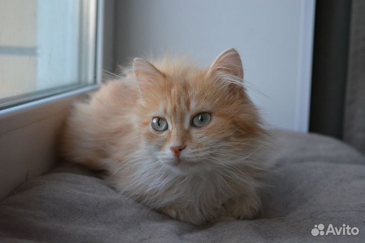 Кошка рыжая Лисичка 1,5 года