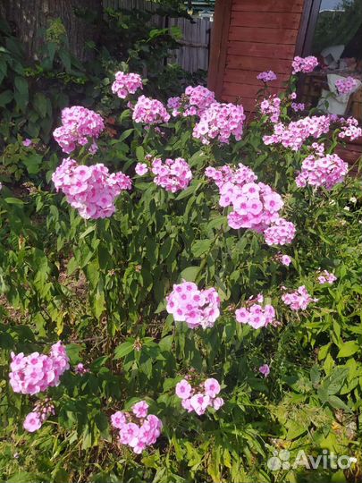 Многолетники садовые