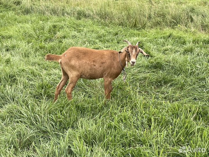 Козы, нубийские, чешские, зааненские