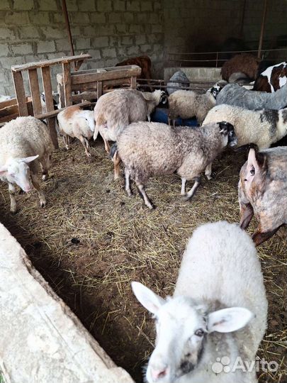 Овцы барашки