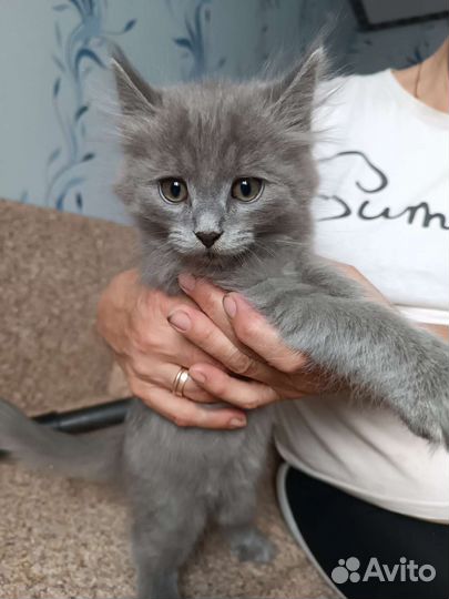 Котик Пушок в добрые руки