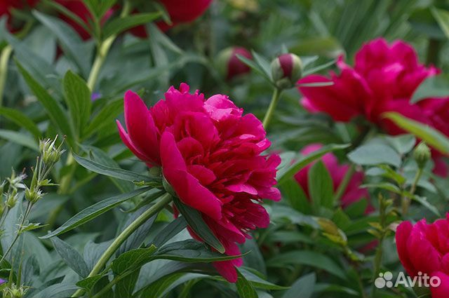 Пионы растения, кусты