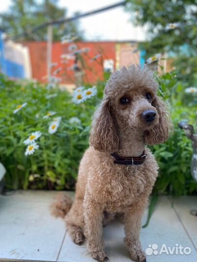 Вязка пудель