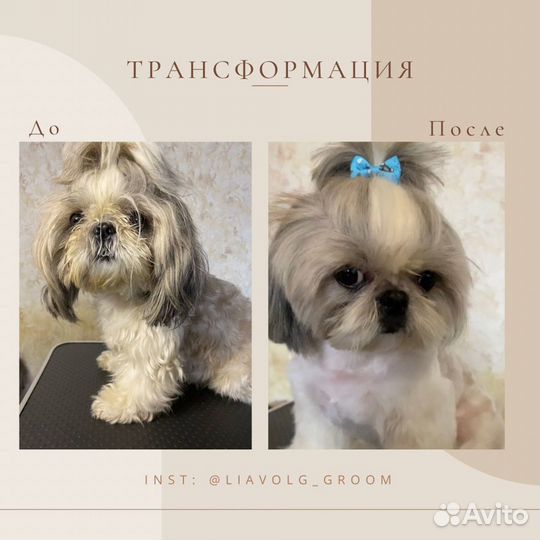 Груминг. Стрижка собак